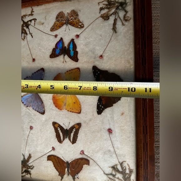 Charming tray over 100 years old Victorian butterfly shrooms fern nature core - Picture 7 of 12